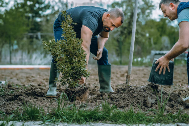 Tree Service Company in Hyde, PA